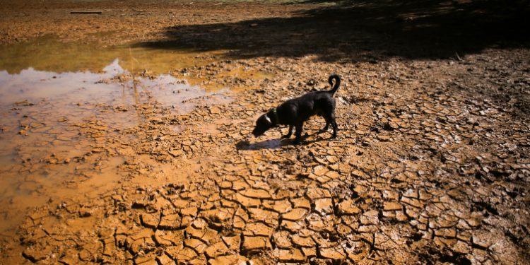 Dev El Nino: 6 ay içinde 450 binden fazla ölüm öngörülüyor