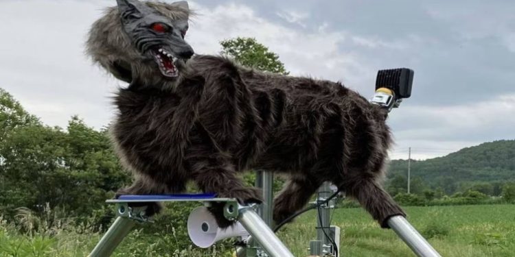 Japonya'da ayı seferberliği: Yapay zeka, dronlar ve robot kurtlar devrede