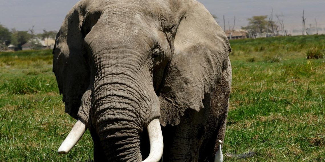 Afrika Fillerinin"eczaneleri" doğada olabilir