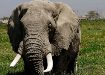 Afrika Fillerinin"eczaneleri" doğada olabilir