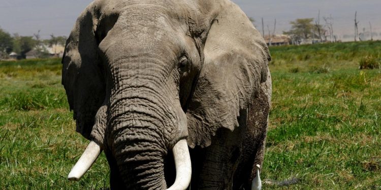 Afrika Fillerinin"eczaneleri" doğada olabilir