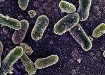 Belçikadaki Salmonella salgınında vaka sayısı 318e yükseldi.