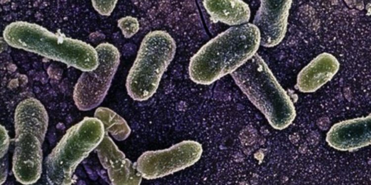 Belçikadaki Salmonella salgınında vaka sayısı 318e yükseldi.