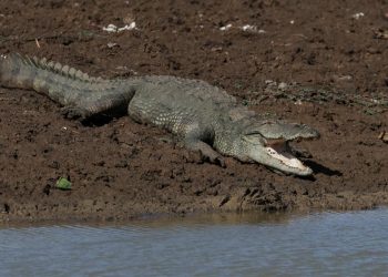 Singapur'da sahte timsah görüntüsü başına iş açtı