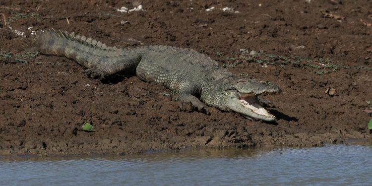 Singapur'da sahte timsah görüntüsü başına iş açtı