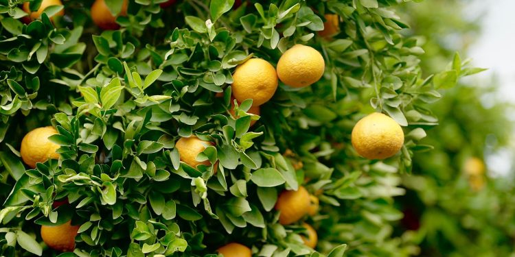 Narenciye Üreticileri Birliği Derneği hala ürün ödemelerinin yapılmadığına işaret etti