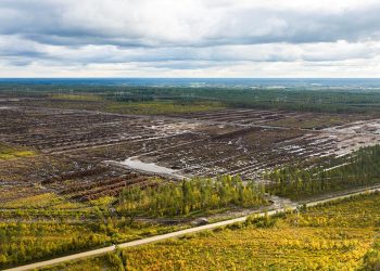 Finlandiya Google'ın veri merkezi alanı için orman temizlemesine cezai soruşturma başlattı