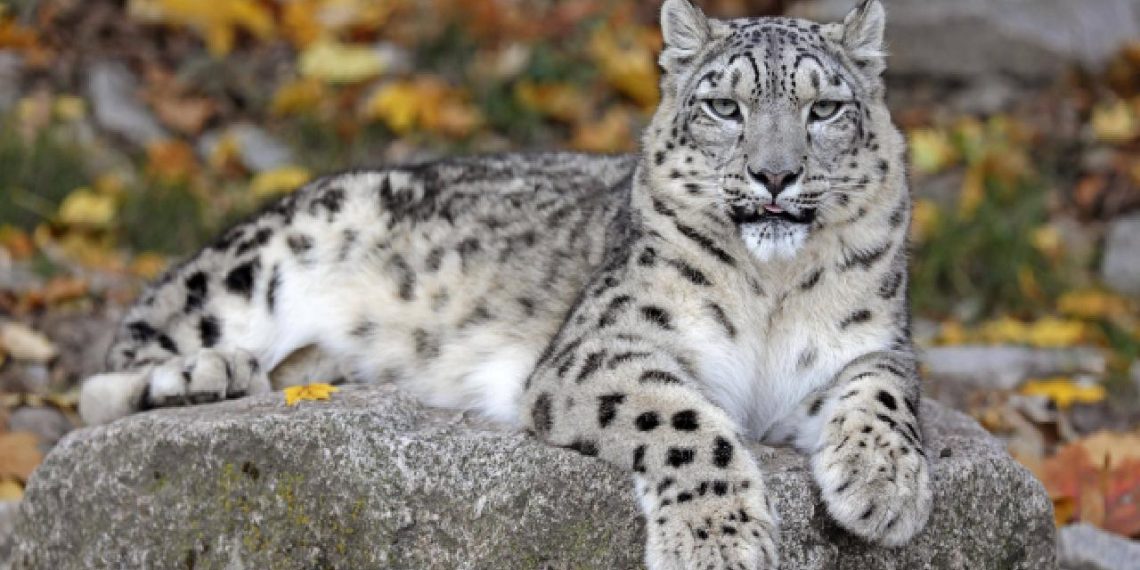 Hayvanat bahçesi görevlisi leopar saldırısı sonucu hayatını kaybetti