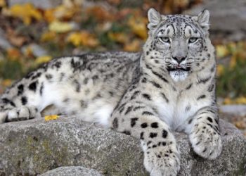 Hayvanat bahçesi görevlisi leopar saldırısı sonucu hayatını kaybetti