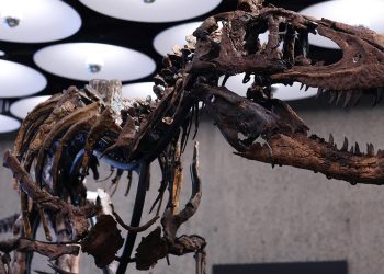 New York'taki müzayedede Nanotyrannus iskeleti 47,3 milyon dolara satıldı