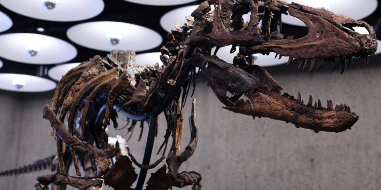 New York'taki müzayedede Nanotyrannus iskeleti 47,3 milyon dolara satıldı