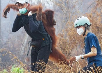 Endonezya'da yangın alarmı: Orangutanları kurtarmak için zamanla yarış