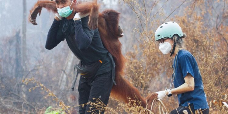 Endonezya'da yangın alarmı: Orangutanları kurtarmak için zamanla yarış