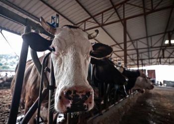 GKRY'de şap hastalığından dolayı itlaf edilen hayvan sayısı 83 bini geçecek