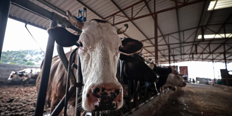 GKRY'de şap hastalığından dolayı itlaf edilen hayvan sayısı 83 bini geçecek