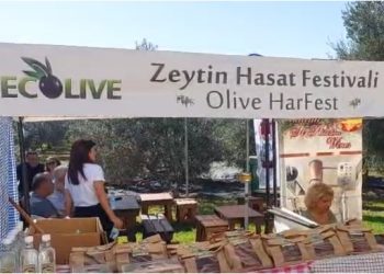 7.Ecolive Zeytin Hasat Festivali yapıldı